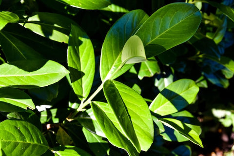 Guayusa: Die Wirkung der natürlichen Energiepflanze