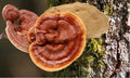 Bio-Ling Zhi / Reishi - Kapseln - VITALOVE - Naturprodukte